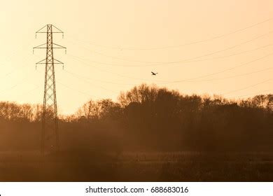 Hanging Raptor Silhouette Photos and Images | Shutterstock