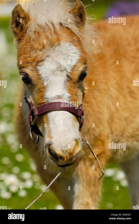 Sweet young horse foal Stock Photo - Alamy