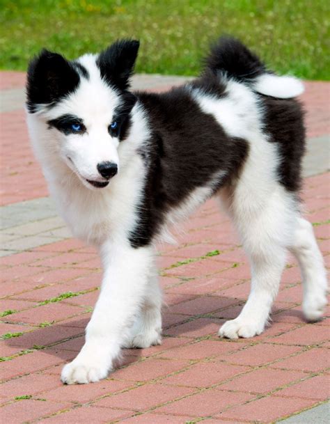 Russian Dog Breeds - The Amazing Pups That Came From Russia