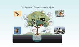 Behavioral Adaptations in Birds by Madeleine Mullane on Prezi