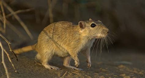 The Indian desert jird or Indian desert gerbil is a species of jird found mainly in the Thar ...