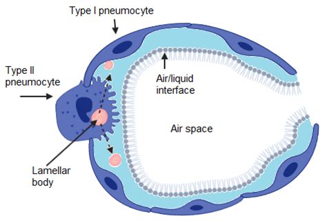 Symmetry | Free Full-Text | Simulated Breathing: Application of Molecular Dynamics Simulations ...