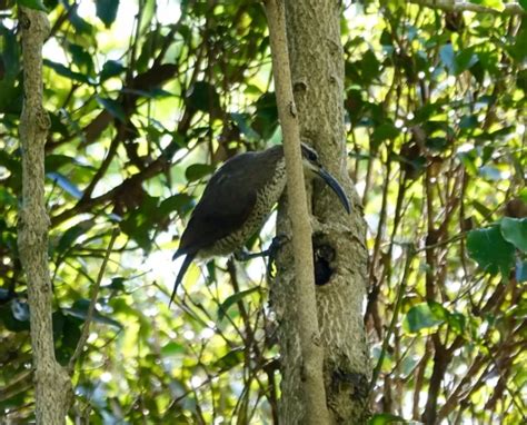 Paradise riflebird - Facts, Diet, Habitat & Pictures on Animalia.bio