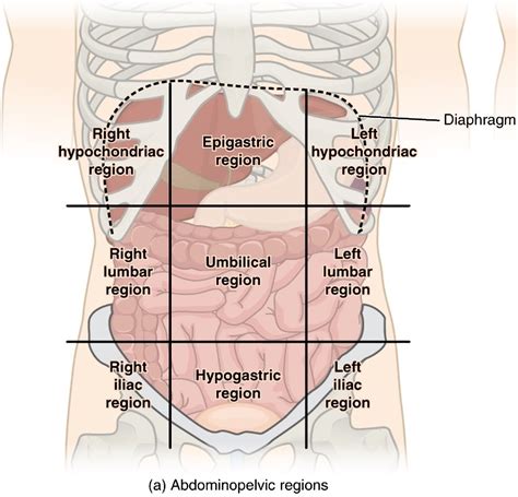 Anatomy Quadrants Anatomy Drawing Diagram | Images and Photos finder