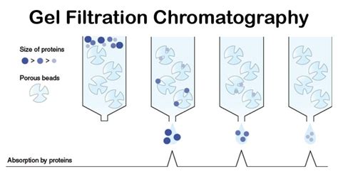 Gel Filtration Chromatography- Definition, Principle, Types, Parts, Steps, Uses