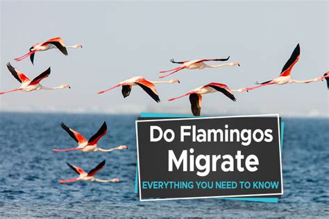 Do Flamingos Migrate? [Everything You Need to Know] - Birdwatching Buzz