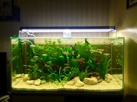 my tank | Aquarium, Rainbow, Tank