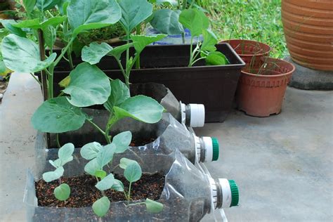 My little vegetable garden: a glimpse at container gardening