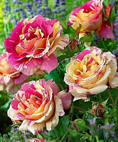 Candy striped roses. | Flowers- Roses | Pinterest