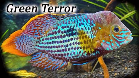 Green Terror Cichlid - Aquariumia