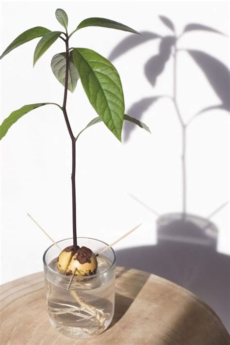 Can You Grow Avocados Indoors? Yes, Here's How to Do It