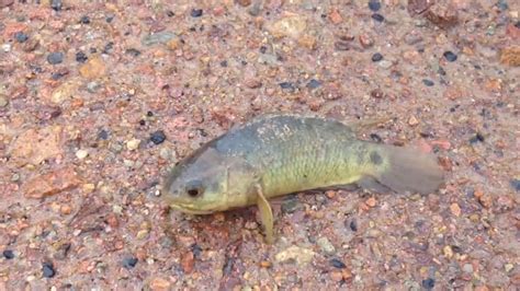 Aggressive climbing perch may make it to mainland Australia, researchers fear - ABC News