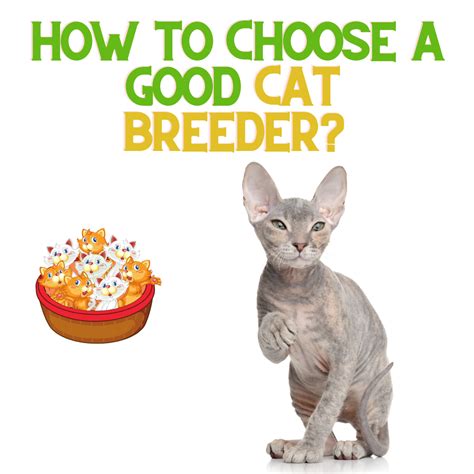 How to Choose a Good Cat Breeder – ReNewedPet