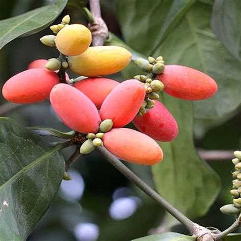 Melinjo Seeds (Gnetum gnemon) - Price €3.95