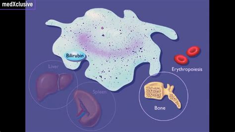 Hemoglobin Breakdown [Quick Review] - YouTube