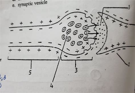 Saltatory Conduction Diagram | Quizlet