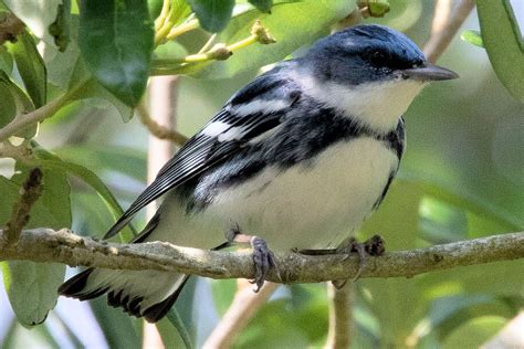 20 Best Birds to Watch for in Ohio