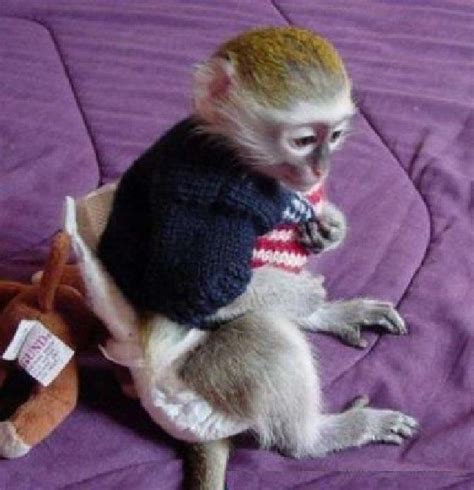 Cute and adorable baby capuchin monkeys for adoption