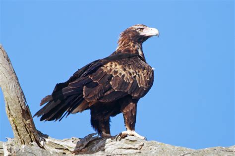 Wedge-tailed Eagle photos and wallpapers. Collection of the Wedge-tailed Eagle pictures