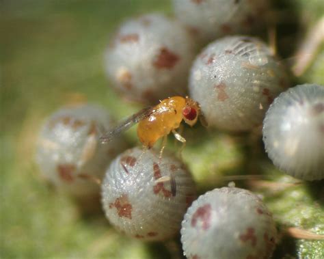 Trichogramma Wasps - The Daily Garden