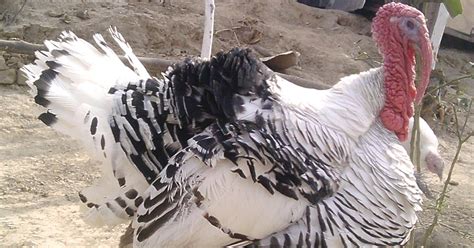 Turkey Farming - ROYSFARM