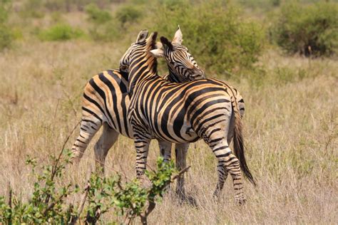 Free Images : nature, adventure, wildlife, love, fauna, savanna, zebra ...