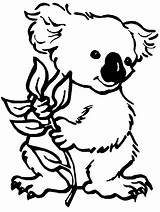 Free Printable Koala Coloring Pages For Kids sketch template