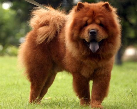 Chow Chow Dogs Breed The Lion Dog From China - ADogBreeds.com | Chow chow dogs, Dog breeds ...