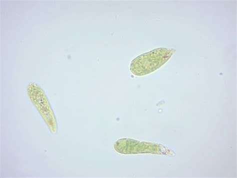 14 Protista | Laboratory Manual For SCI103 Biology I at Roxbury ...