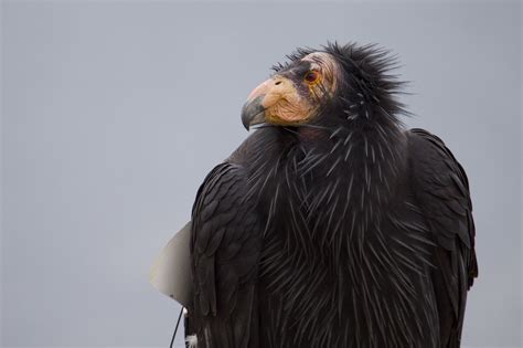 Saturday Links: An Endangered California Condor Arrives At The Oakland Zoo