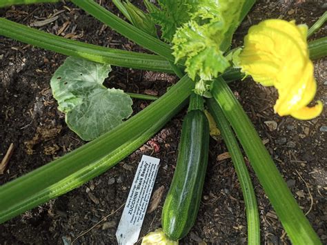 Black Beauty Zucchini | Dave's Seed