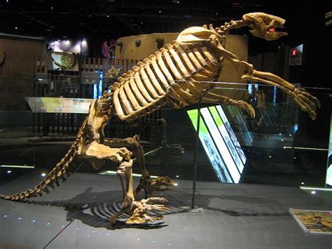 A full skeleton of Shasta's Ground Sloth (Nothrotheriops shastensis) on ...