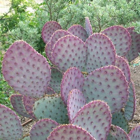 Cactus, Prickly Pear | AustinTexas.gov