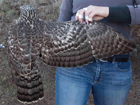 Northern Goshawk | Golden Gate National Parks Conservancy