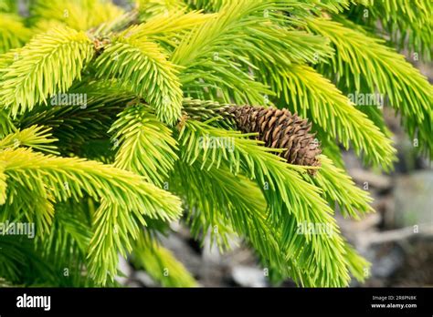 Norway spruce, Picea abies, Golden Yellow, Needles, Picea abies ...