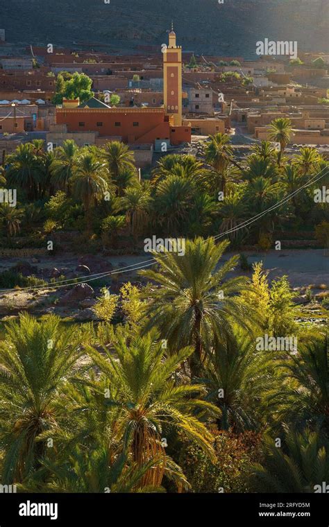 North Africa. Morocco. Oasis of Fint. River and palm groove, the minaret of the village in the ...