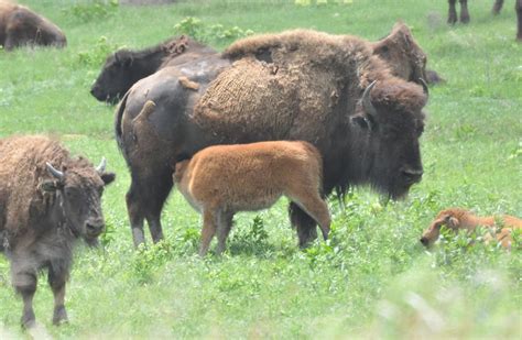 Bison: Oklahoma's State animal | News | tulsaworld.com
