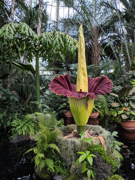 Watch the 2019 Corpse Flower Bloom in an Instant | New York Botanical Garden