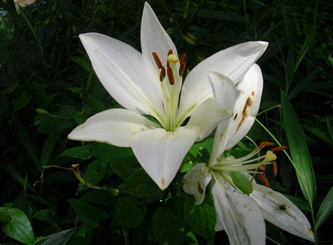 800x600 Resolution lily, snow-white, flower 800x600 Resolution Wallpaper - Wallpapers Den