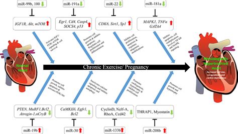 Regulation of physiological cardiac hypertrophy by miRNAs. Schematic ...