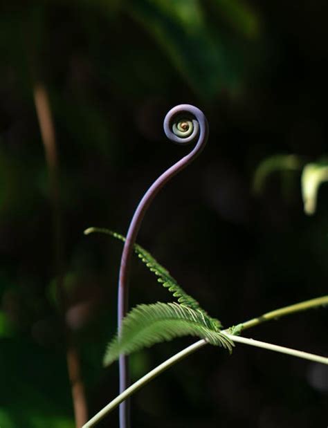 Plant Spiral Photos, Download The BEST Free Plant Spiral Stock Photos & HD Images