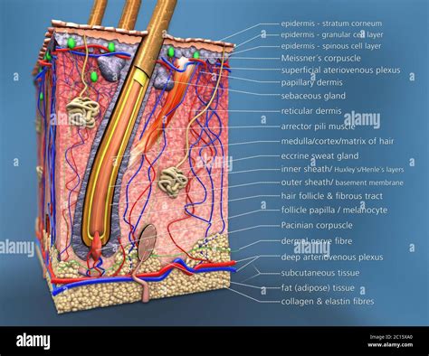 Structure of the human skin, cross section of hair follicle with descriptions - 3d illustration ...