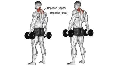 The Complete Shoulder Shrug Guide