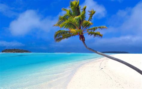 Beach by a coconut tree Wallpaper | 1280x800 resolution wallpaper ...