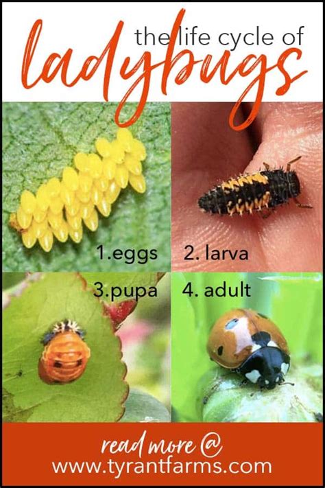 What do ladybug larvae look like? - Tyrant Farms