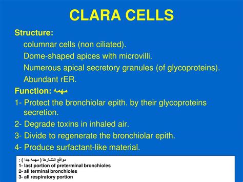 PPT - RESPIRATORY SYSTEM (II) PowerPoint Presentation, free download - ID:6197725