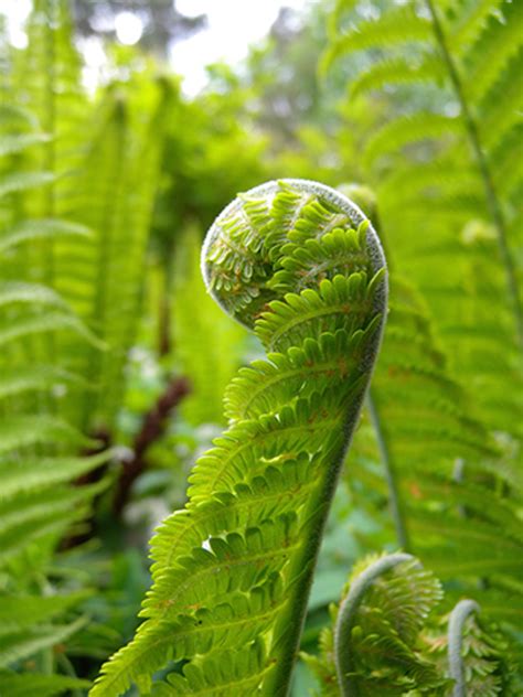 Fiddlehead Fern | edible northwest native vegetable plant for sale ...