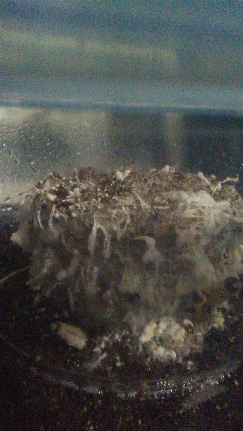 First time grow (cubensis) should I start fruiting? *DELETED* - Mushroom Cultivation - Shroomery ...