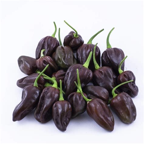 Chocolate Habanero Peppers: A Great Source of Capsaicin | Grow Hot Peppers