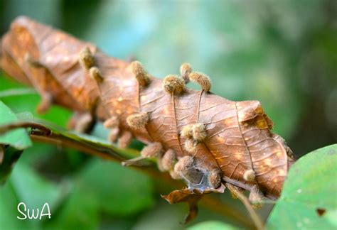 Tropical Biodiversity - Santarém - Pará - Brasil: Parasitic fungi